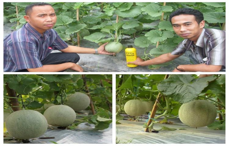Dengan Em4 Melon Berbuah Manis Dan Rajin Produksi Emindonesia Com