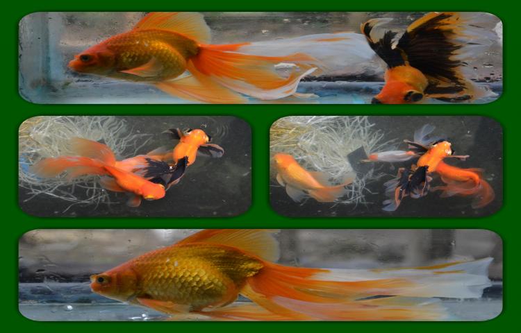 870 Gambar Hewan Ikan Koki HD Terbaru